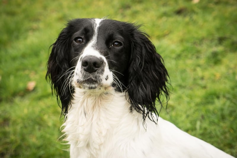 Springer Spaniels are still a common choice for dog owners, coming in at eighth, but registrations are down by 30 per cent compared to a decade ago
