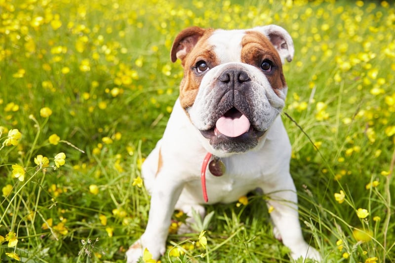 The fifth most popular dog is the Bulldog, with over 11,000 registered last year, an increase of 17 per cent on 2019