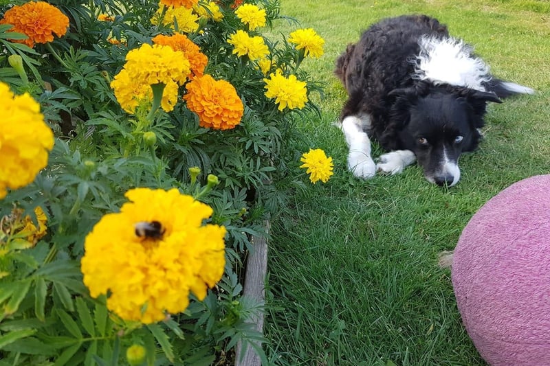 Indre Olive posted this image to our Hastings Observer page with the message: 'The bumble bee and my dog keeping an eye on it'