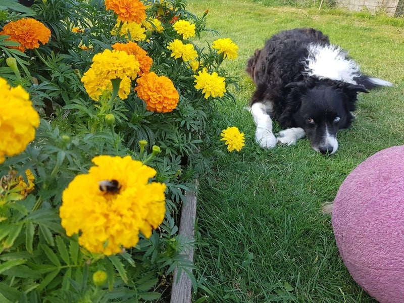 Indre Olive posted this image to our Hastings Observer page with the message: 'The bumble bee and my dog keeping an eye on it'