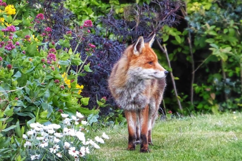 Jacqui Howe posted this image on our Eastbourne Herald page with the message: 'I have a family of foxes visiting my garden most evenings'