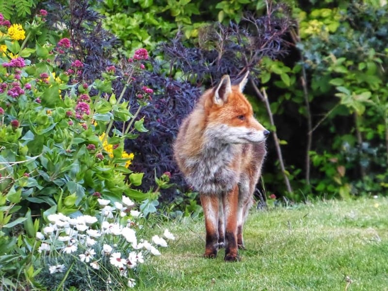 Jacqui Howe posted this image on our Eastbourne Herald page with the message: 'I have a family of foxes visiting my garden most evenings'
