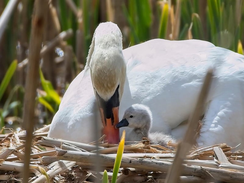 Gary Morton posted this image on our Eastbourne Herald page