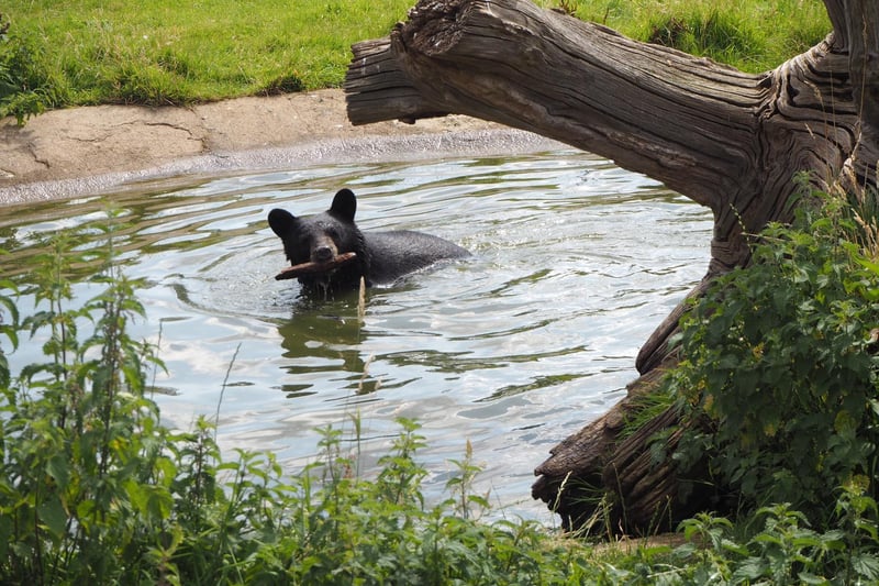 Young North American black bear Koda enjoyed a cooling dip in the pool during the heatwave