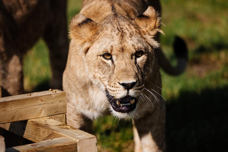 African lion brothers Kahari and Kojo celebrated their 2nd birthday with a special gift!
