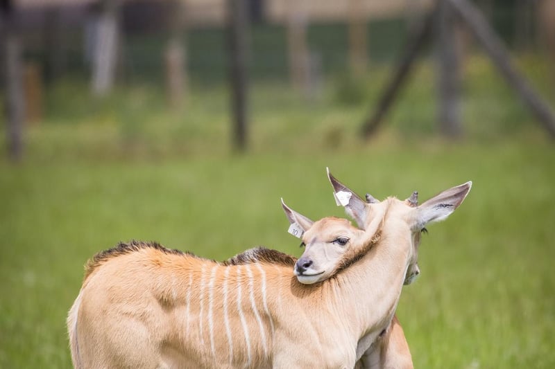 Keepers in the Road Safari have seen the arrival of four eland calves