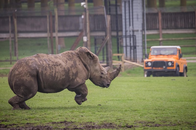 Four year old Bonnie, the new addition to the Southern white rhino crash