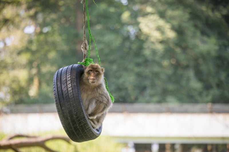 The monkeys are well known for their playful nature and they’ve definitely displayed that this summer