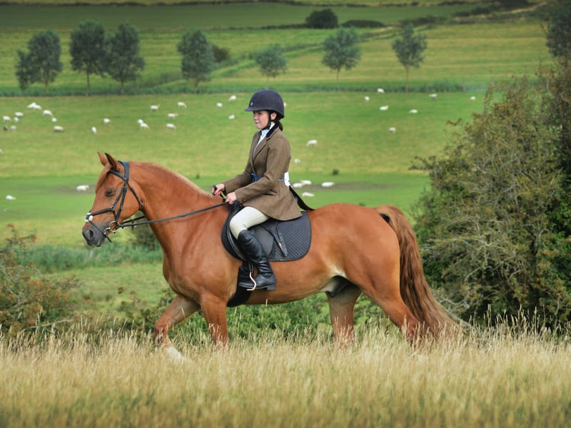 Rye & District Country Show in Icklesham 2021. SUS-210821-130801001