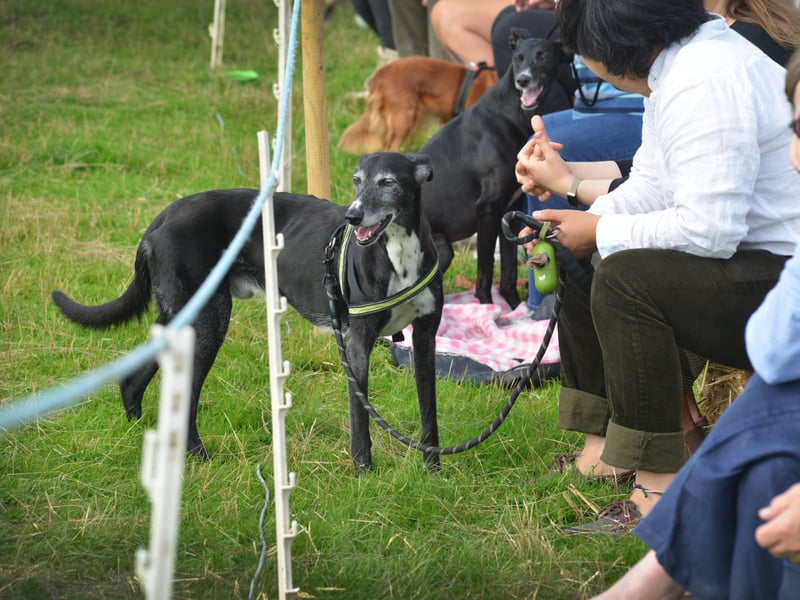 Rye & District Country Show in Icklesham 2021. SUS-210821-130814001