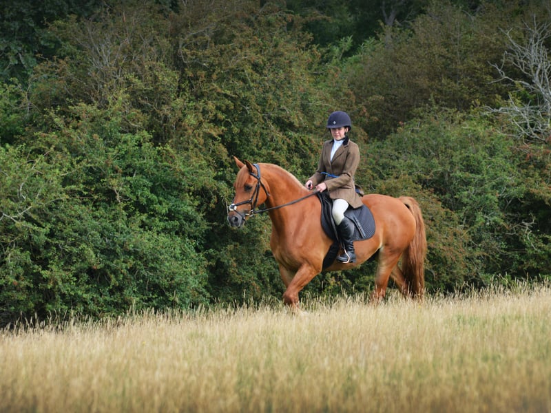 Rye & District Country Show in Icklesham 2021. SUS-210821-130748001