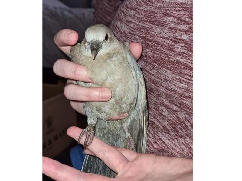 Flame after having the debris removed from her talons.