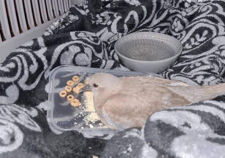 Flame in her overnight bed. Photo: Melissa Jones.
