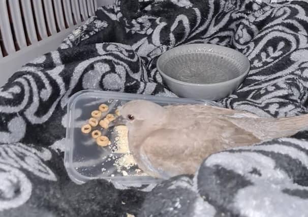 Flame in her overnight bed. Photo: Melissa Jones.