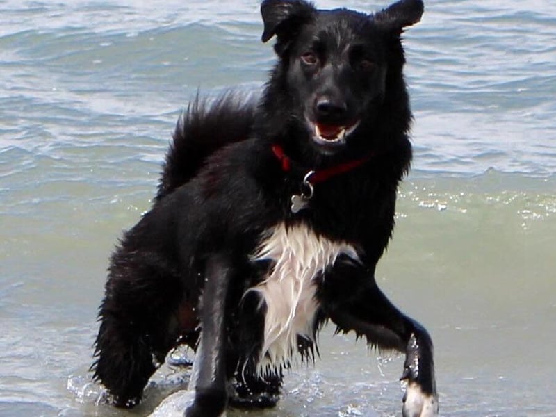 Julie Tyler posted this image on our Chichester FB page with the message: 'My dog Flynn'