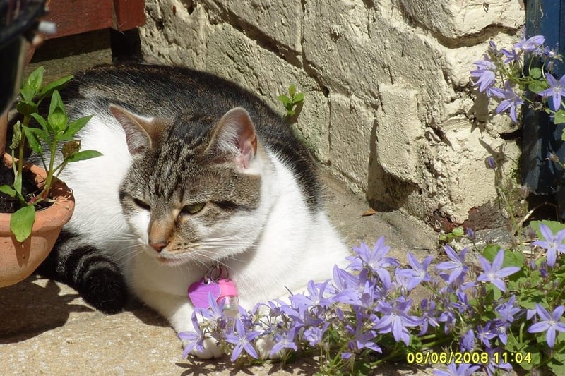 Tim Charles Dickens Hoath posted this image to our Bognor Regis Observer FB page with the message: 'Got my cat next to some lovely flowers'