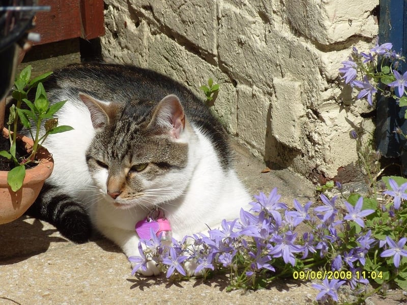 Tim Charles Dickens Hoath posted this image to our Bognor Regis Observer FB page with the message: 'Got my cat next to some lovely flowers'