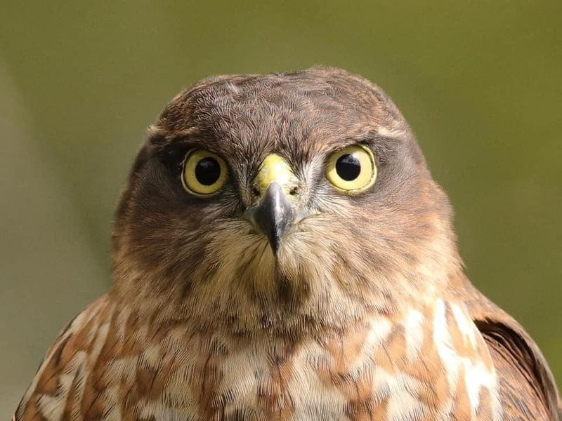 Liza Lockyer Marsh posted this image to our West Sussex County Times Facebook page with the message: 'Wild female sparrow hawk'