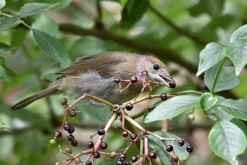 Dave Cox posted this image to our WS County Times Facebook page with the message: 'Blackcap on elderberries'