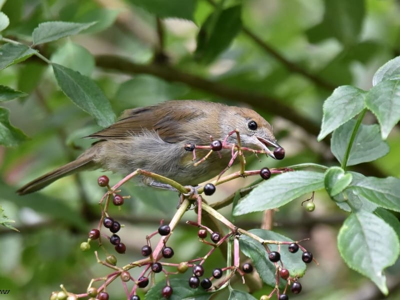 Dave Cox posted this image to our WS County Times Facebook page with the message: 'Blackcap on elderberries'