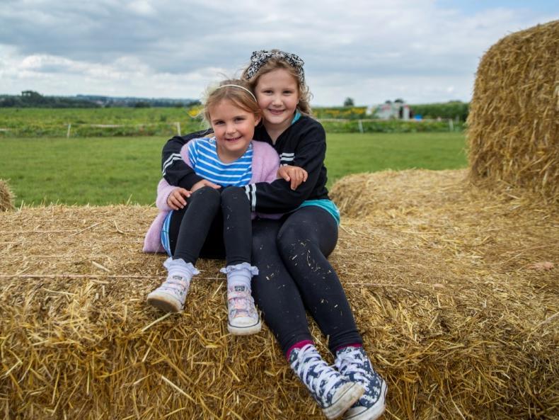 The pick your own sunflower field reopens at Overstone Grange Farm. Photo: Kirsty Edmonds.