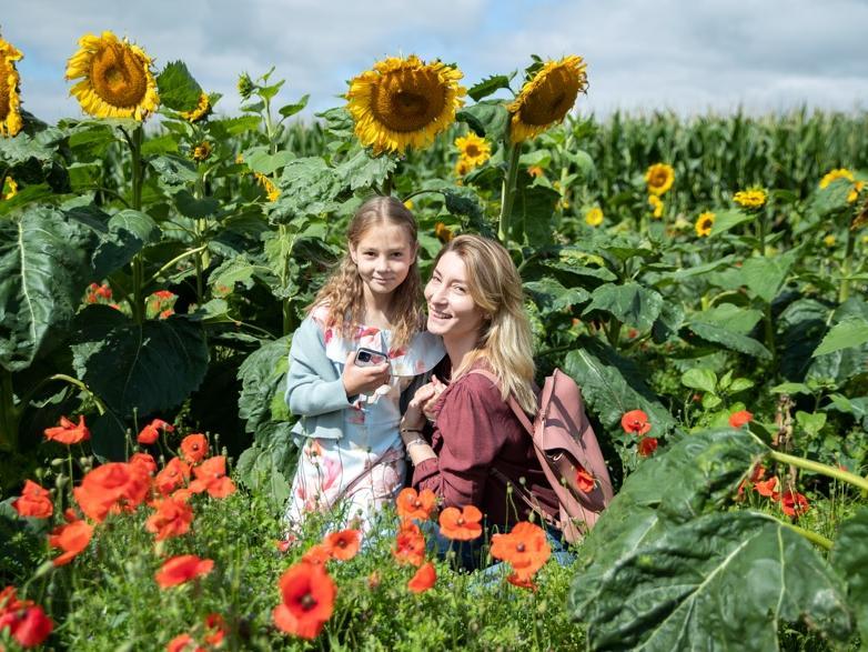 The pick your own sunflower field reopens at Overstone Grange Farm. Photo: Kirsty Edmonds.