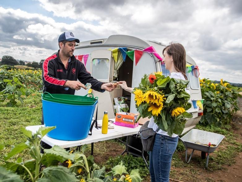 The pick your own sunflower field reopens at Overstone Grange Farm. Photo: Kirsty Edmonds.