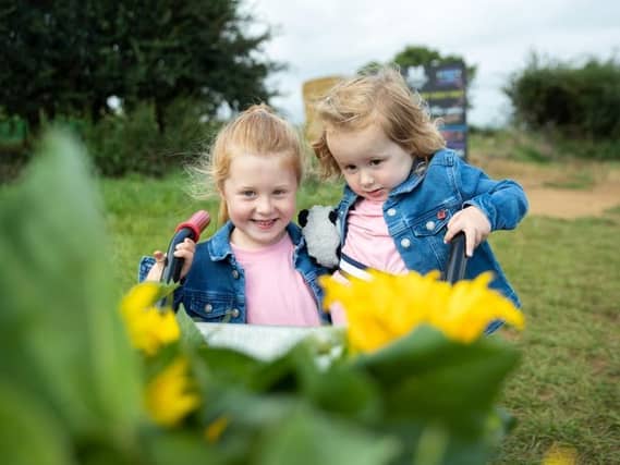 The pick your own sunflower field reopens at Overstone Grange Farm. Photo: Kirsty Edmonds.