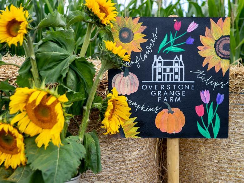 The pick your own sunflower field reopens at Overstone Grange Farm. Photo: Kirsty Edmonds.