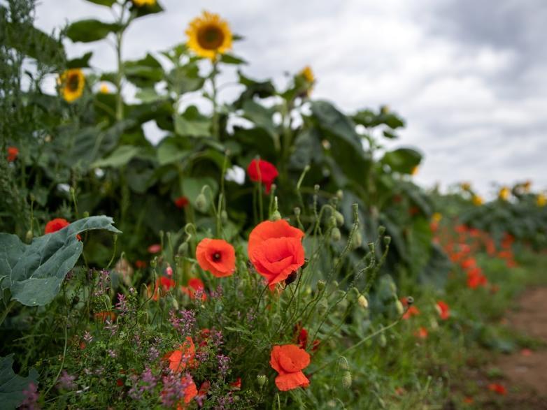 The pick your own sunflower field reopens at Overstone Grange Farm. Photo: Kirsty Edmonds.