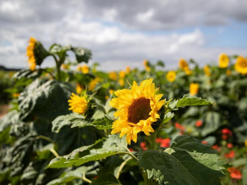 The pick your own sunflower field reopens at Overstone Grange Farm. Photo: Kirsty Edmonds.