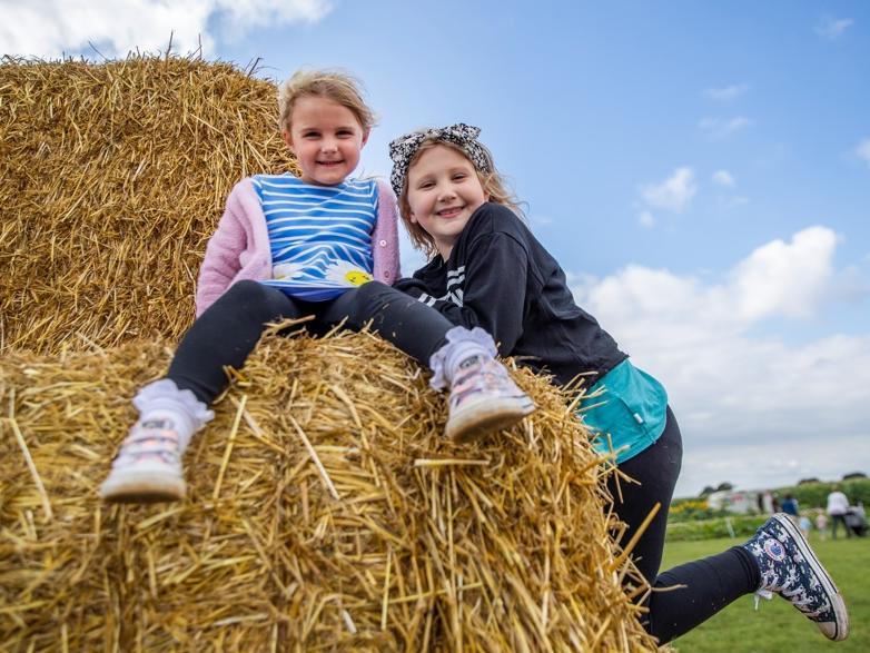 The pick your own sunflower field reopens at Overstone Grange Farm. Photo: Kirsty Edmonds.