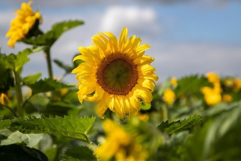 The pick your own sunflower field reopens at Overstone Grange Farm. Photo: Kirsty Edmonds.