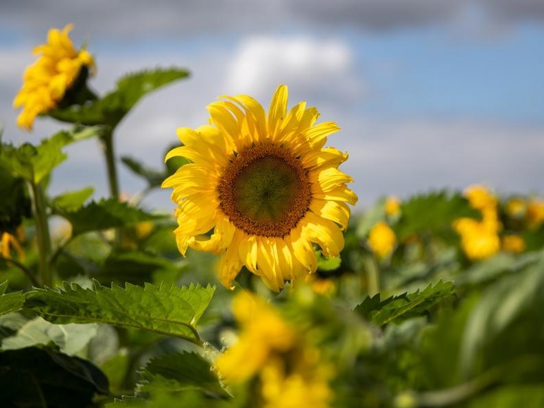 The pick your own sunflower field reopens at Overstone Grange Farm. Photo: Kirsty Edmonds.