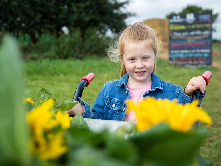 The pick your own sunflower field reopens at Overstone Grange Farm. Photo: Kirsty Edmonds.