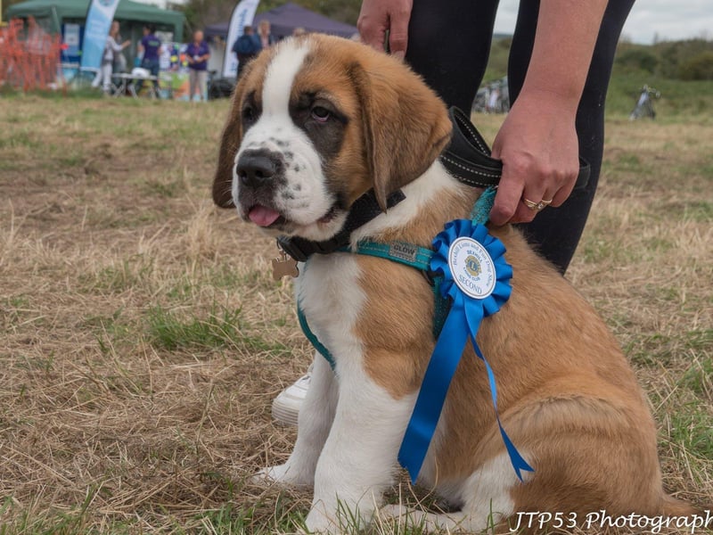 The Bexhill Lions Dog Show at the Bexhill-On-Sea Festival. Picture: Jeff Penfold SUS-210825-123217001