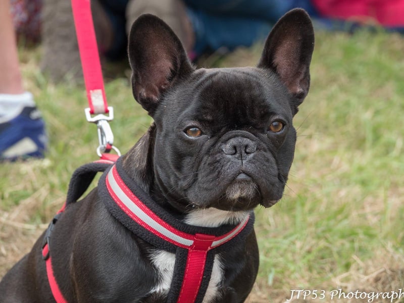 The Bexhill Lions Dog Show at the Bexhill-On-Sea Festival. Picture: Jeff Penfold SUS-210825-123227001