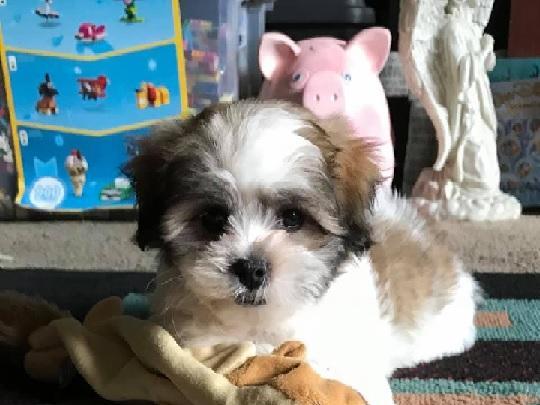 Pauline Riley posted this photo with the message: 'My sisters fur baby, Gunner.'