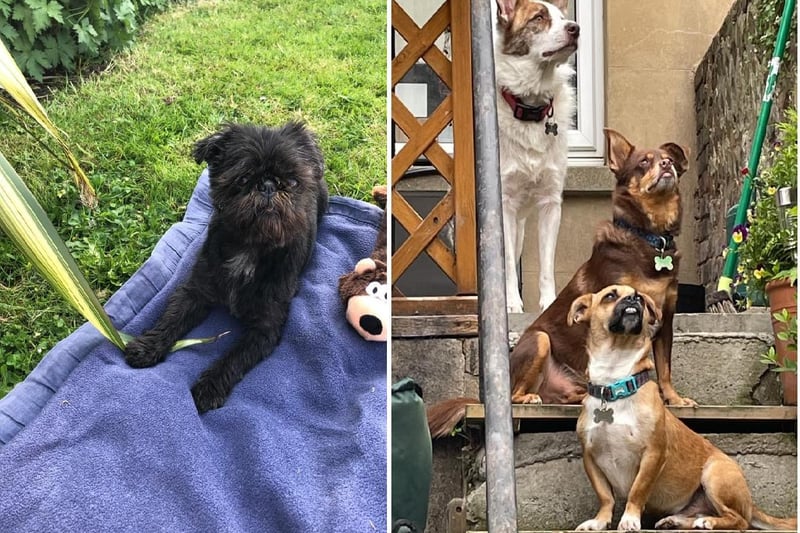 Charlotte Doyle posted the photo on the left with the message: 'Little Miss Muffet enjoying the sunshine.' 
Trudi Sherwood posted the photo on the right with the message: 'From the top Luke,Rocket & Drax.'