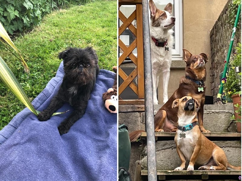 Charlotte Doyle posted the photo on the left with the message: 'Little Miss Muffet enjoying the sunshine.'
Trudi Sherwood posted the photo on the right with the message: 'From the top Luke,Rocket & Drax.'