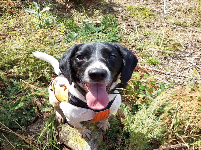 Jae Wilkes posted this photo with the message: 'Trainee Search and Rescue dog Rafi.'