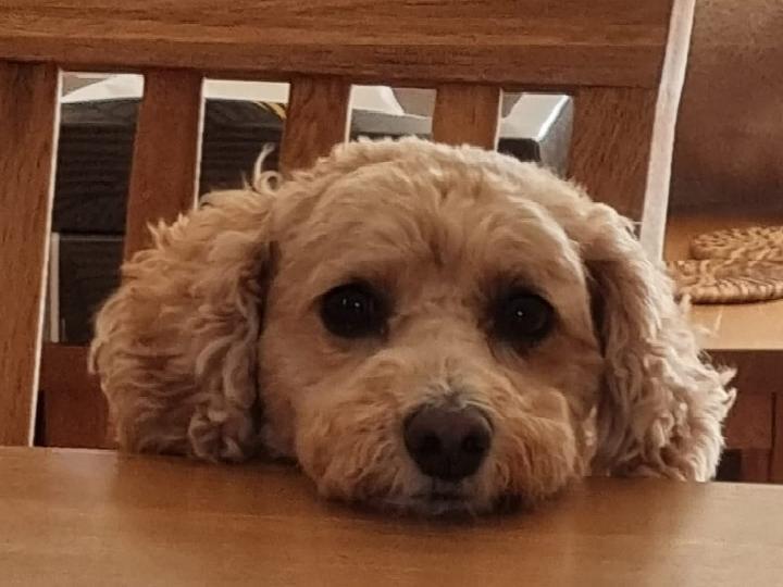 Paula Greenfield posted this photo with the message: 'This is Amber, I think she is waiting for her dinner.'