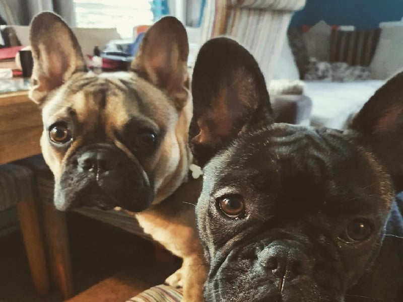 Claire Gander posted this photo with the message: 'Mabel (front) Scooby (behind).'