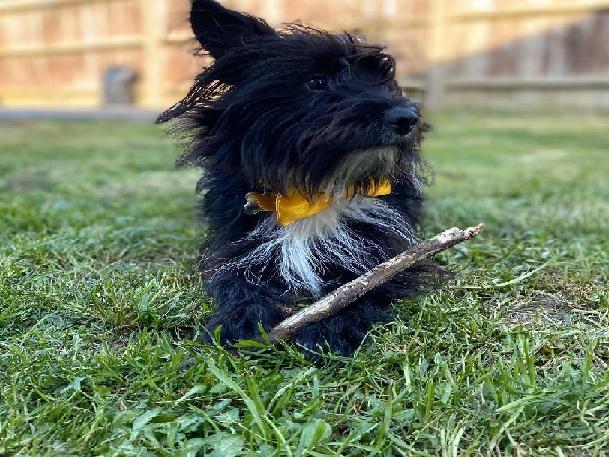 Lorraine Ward posted this photo with the message: 'Ziggy'