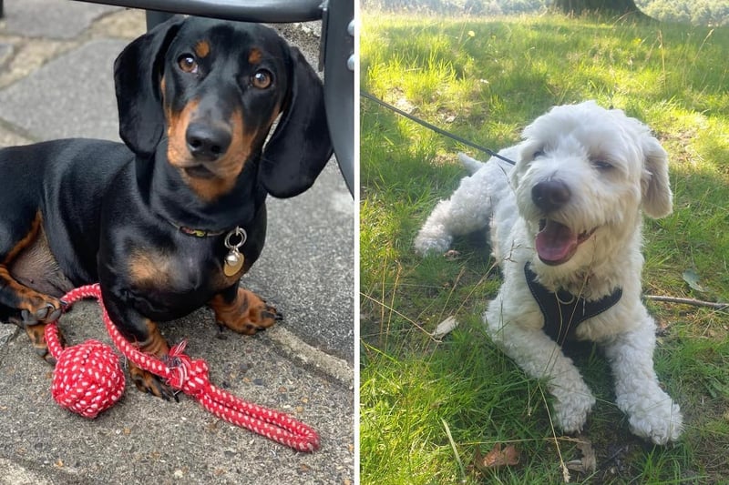 Donna Charles posted the photo on the left with the message: 'This is Digby a mini dachshund.'
Laura Corbett-Wilson posted the photo on the right with the message: 'Our lovely Bob!'