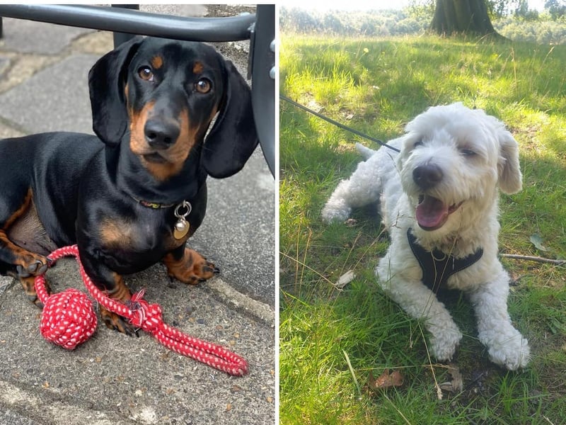Donna Charles posted the photo on the left with the message: 'This is Digby a mini dachshund.'
Laura Corbett-Wilson posted the photo on the right with the message: 'Our lovely Bob!'
