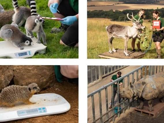 ZSL Whipsnade Zoo’s 9,500 animals hop on the scales for annual weigh-in
