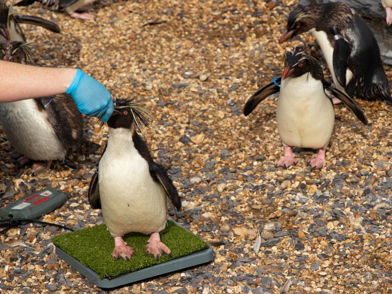 Northern rockhopper penguin (Eudyptes moseleyi) – 3.8kg (Keeper: Claire Mcsweeney)