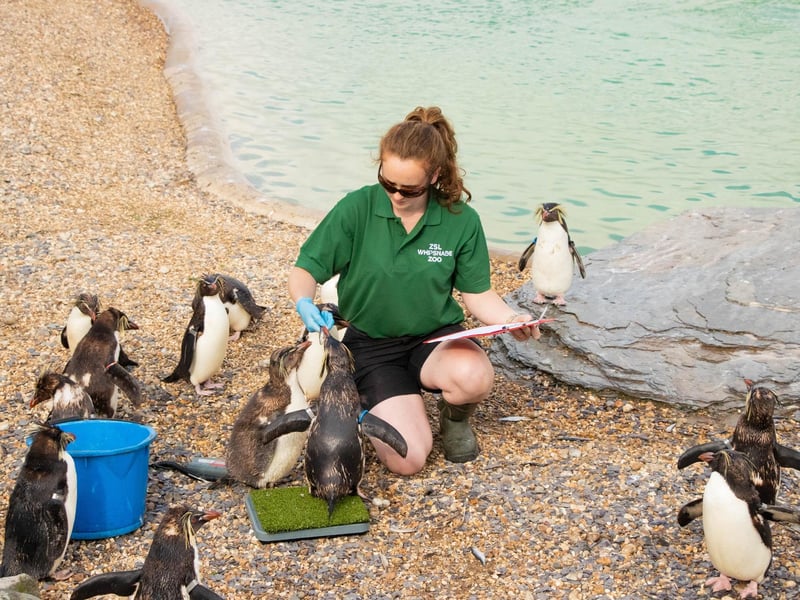Northern rockhopper penguin (Eudyptes moseleyi) – 3.8kg (Keeper: Claire Mcsweeney)