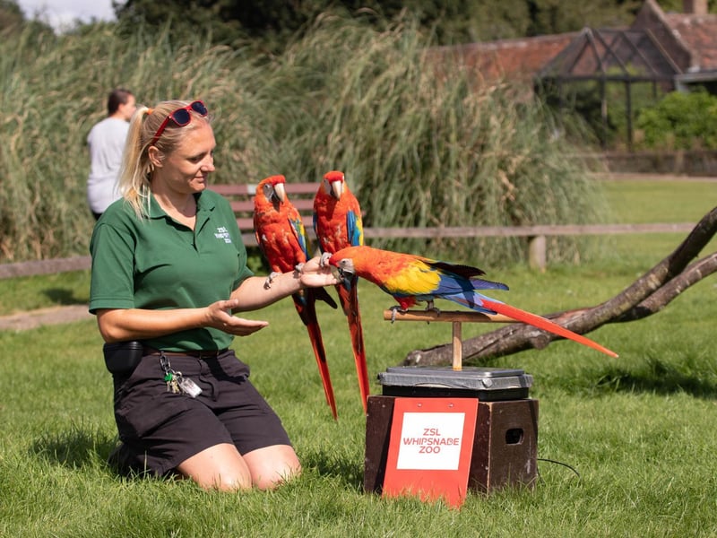 Scarlet macaw (Ara macao) - Haribo weighed 980g, Skittles weighed 975g and Sherbet weighed 880g (Keeper: Liz Brown)